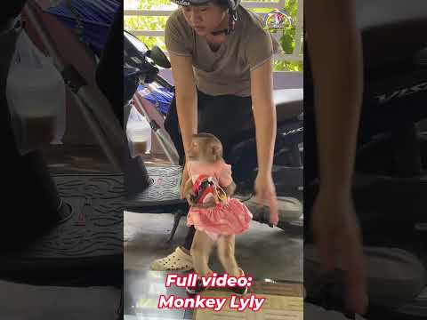 Monkey Lyly and mother return home #shorts #monkey #youtubeshorts #funnyimages #funnyvideo