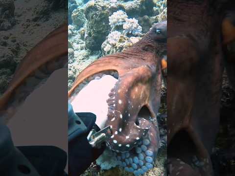 Octopus Grabs my Hand ?#viral #trending #octopus #marinelife #scubadiving @paditv @natgeo @SCUBAPRO