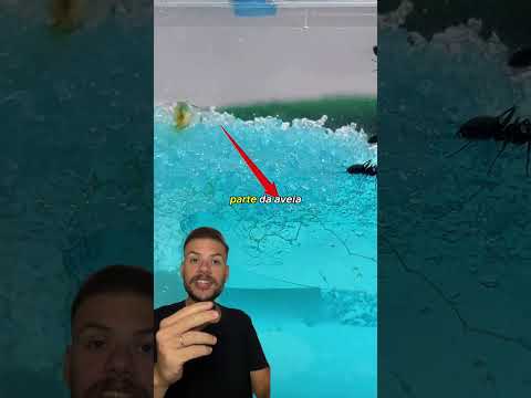 Colocaram um organismo vivo dentro de um formigueiro e esperaram pra ver o que acontecia