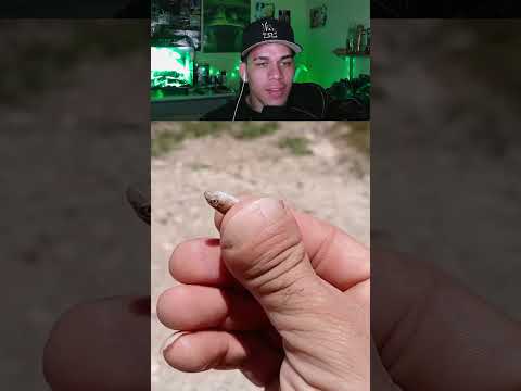Un Pescadito Bebe