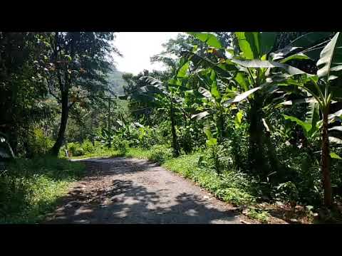 Jaja Miharja full album