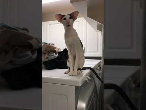 Honking is better than Meowing!