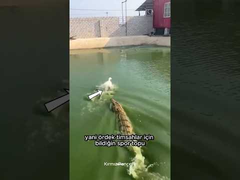 Ördekler Neden Obez Timsahların Arasına Atılıyor? 🦆💪🔥
