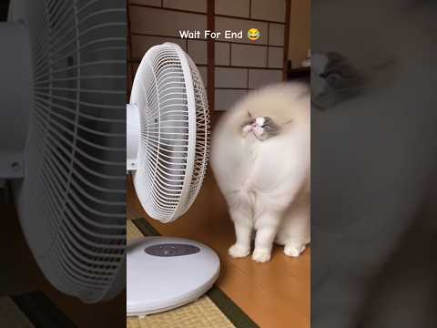 Garmi bahut jyada ho gya hai 😂 #funny #shortvideos #baapbetayt #comedy #cat #shorts