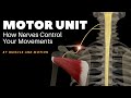 Muscle Activation and Motor Neurons