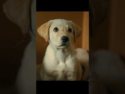 Puppies are both angels and demons.#shorts