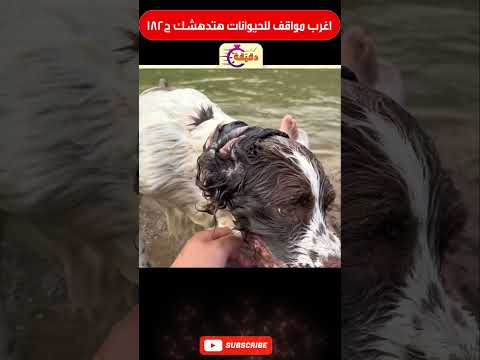 اغرب مواقف للحيوانات هتدهشك ج182