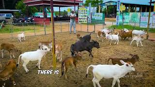 Before Buying a Mini Cow, Watch This! | Nadipathy Mother & Baby Cow