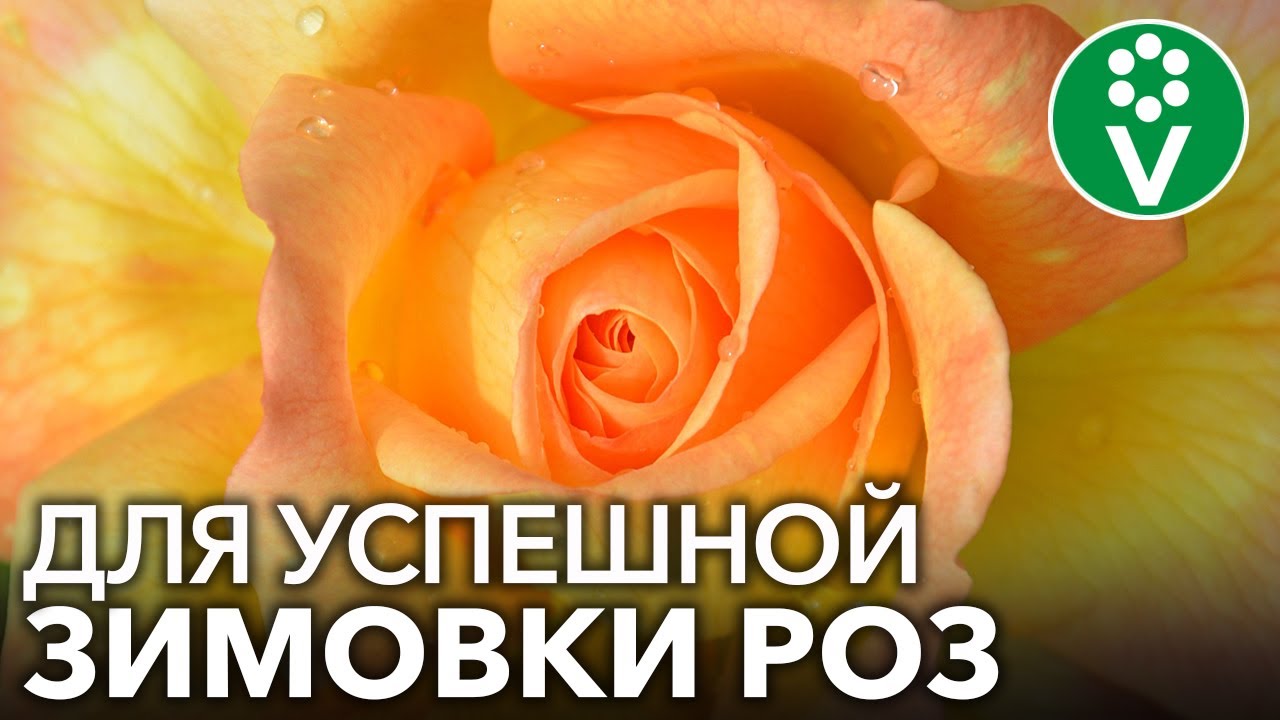 Сделайте это в сентябре для отличной зимовки роз. Подкормка и обработка роз осенью