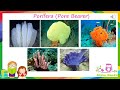 Invertebrate Phyla Characteristics and Facts