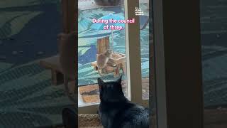 If only the stinky human would lower the force field... #Funny #CatsOfInstagram #Fail