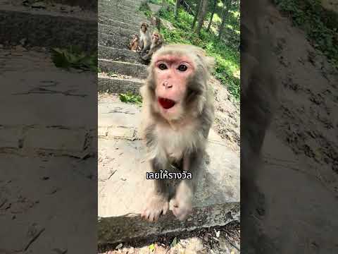 เมื่อลิงทำความดี จนความดีจุกคอแล้วนุด #shorts #shortvideo