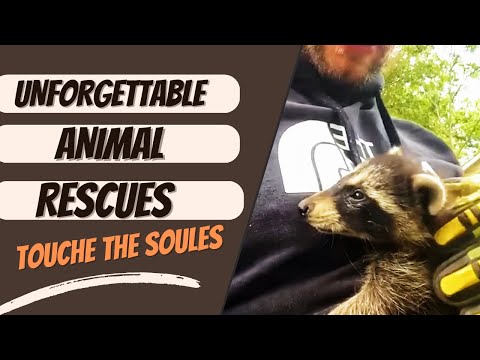 Unforgettable Animal Rescues! That Touch The Soul! #fyp #viral