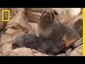 Fur Seal Population and Tagging Study