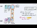 Phloem Transport Mechanisms and Functions