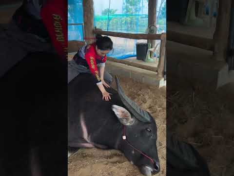 Trâu đã to rồi
