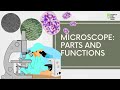 Understanding the Compound Microscope