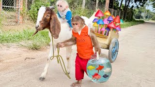 CUTIS's journey taking care of baby monkey - Thoughtful brother Cutis!