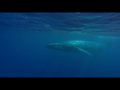 The Blue Whale Safari