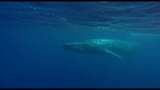 The Blue Whale Safari