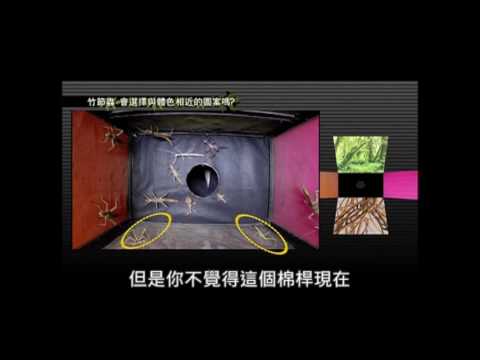 變色龍可以秒變體色隱形？（流言追追追） - YouTube(24分50秒)