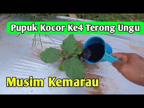 Pemupukan ke4 tanaman terong