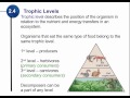 Energy Flow and Trophic Levels