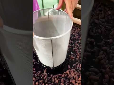 The process of making wine with mulberries- Good tools and machinery make work easy