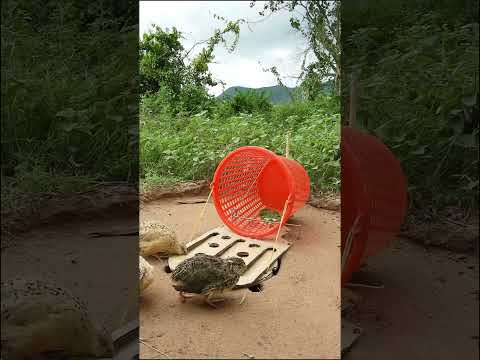 Creative DIY Quail Bird Trap #shorts #create #traps