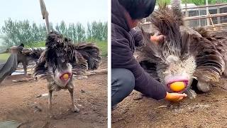 100 Huevos De Animales Más Caros