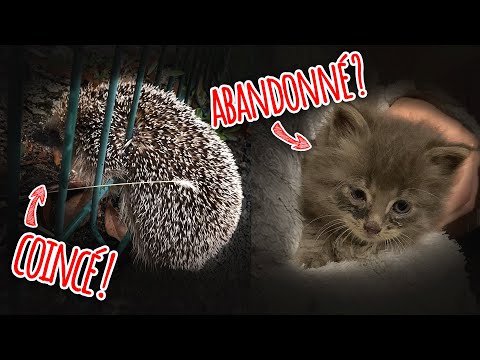 SAUVETAGES ANIMALIERS : CHATON ABANDONNÉ & HÉRISSON COINCÉ !