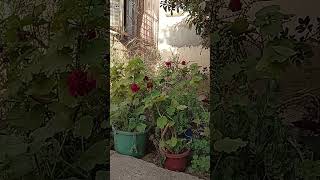 معلومة مهمة