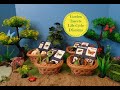 Insect Life Cycles and Dioramas