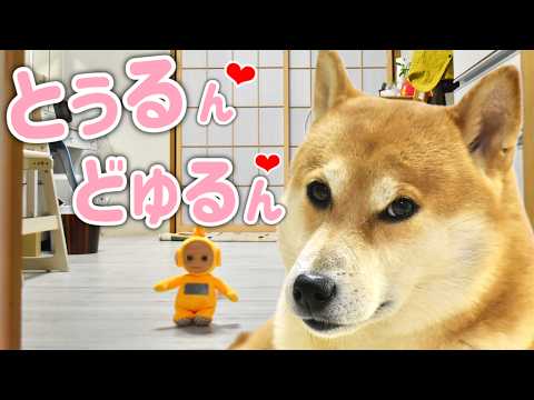 アイデンティティを脱ごうか迷う柴犬こむぎ【あるじのステップ】〜全ての紫陽花に愛を込めて〜