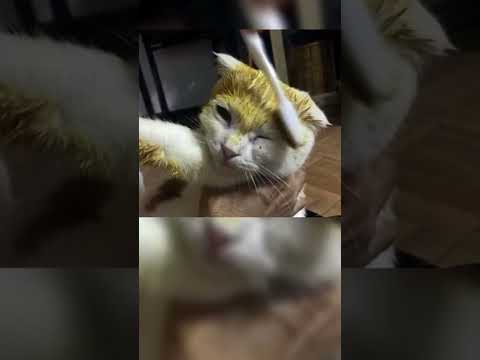 Хотела вылечить кошку, а создала Пикачу ☝️