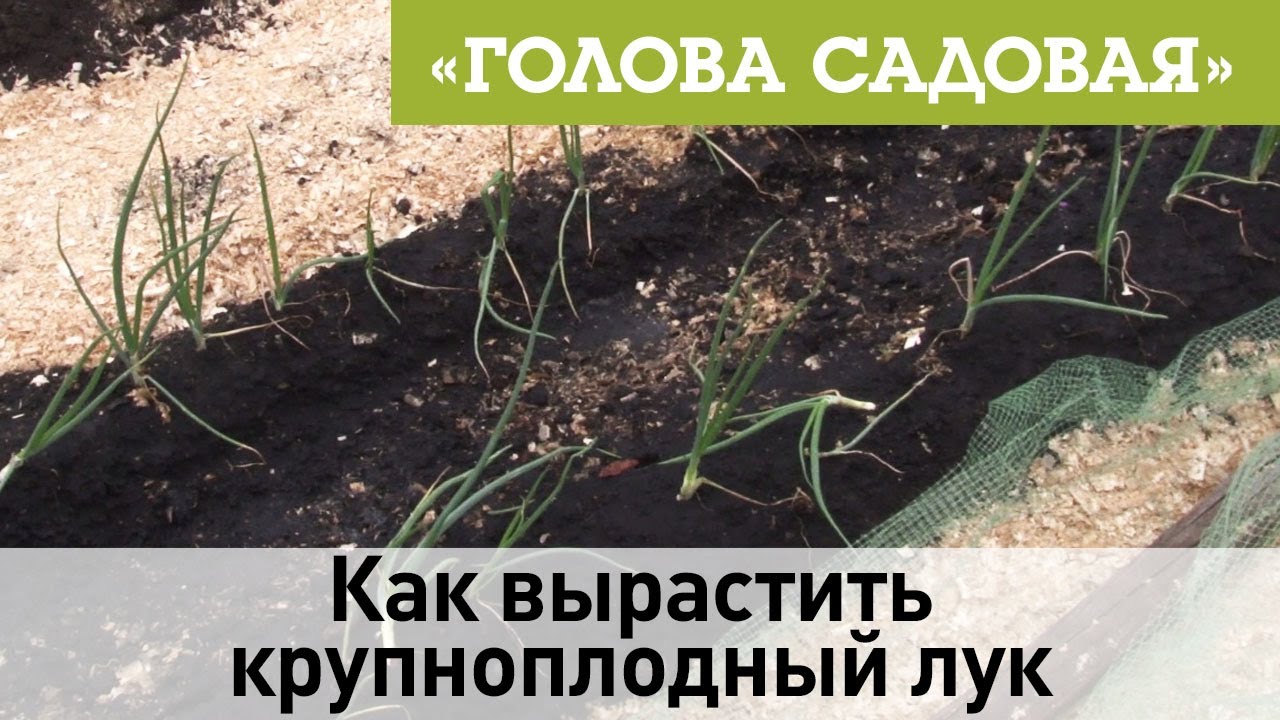 Как вырастить крупноплодный лук