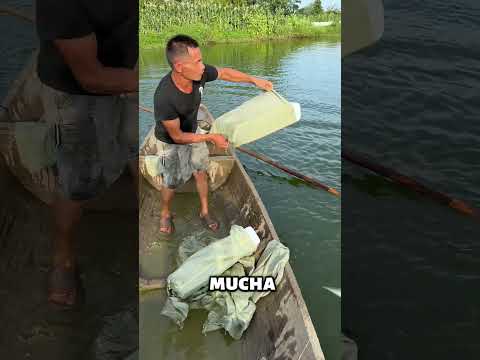 La forma más increíble de salvar a los peces del calor! ❤️