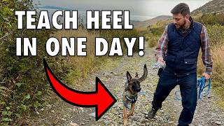Train Your Dog to Heel in 1 Day - NO LEASH REQUIRED!