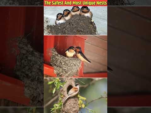 Meet the Genius Bird Who Outsmarts Everyone!#SmartBird #AnimalIntelligence #BirdWatching #PetLovers