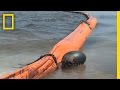 Impact of the BP Oil Spill on Gulf Ecosystem