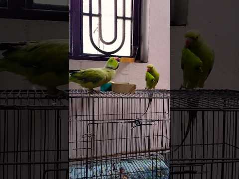 mummy #parrot #talkingparrot #parrotvideos #bird #greenparrot #talkingbird #parrotstars #petbird