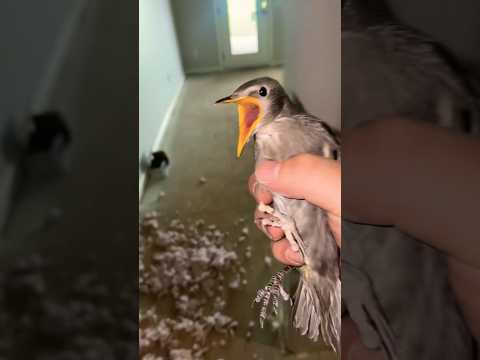 Birds ain’t real #funny #free #birds