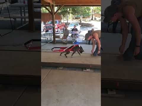 Vinny crushing the weight pull #bullymax #dogsports #pitbulls