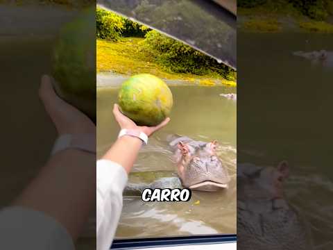 O Hipopótamo QUERIA Melancia! #curiosidades #incrivel #animal
