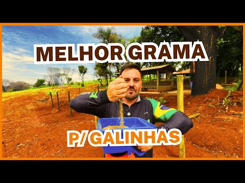 Plantando a MELHOR GRAMA para GALINHAS POEDEIRAS em SISTEMAS CAIPIRAS