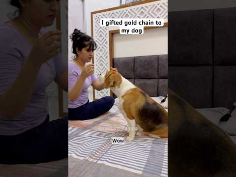 I gifted gold chain to my dog