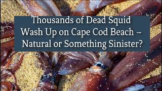 Thousands of Dead Squid Wash Up on Cape Cod Beach – Natural or Something Sinister?
