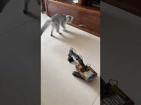 cat playing with toy excavator