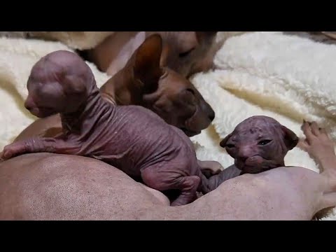 Cute Newborn Kittens Only Seven Days Old 💞 Sphynx Cats Family