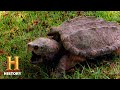 Respect for Wildlife and Conservation